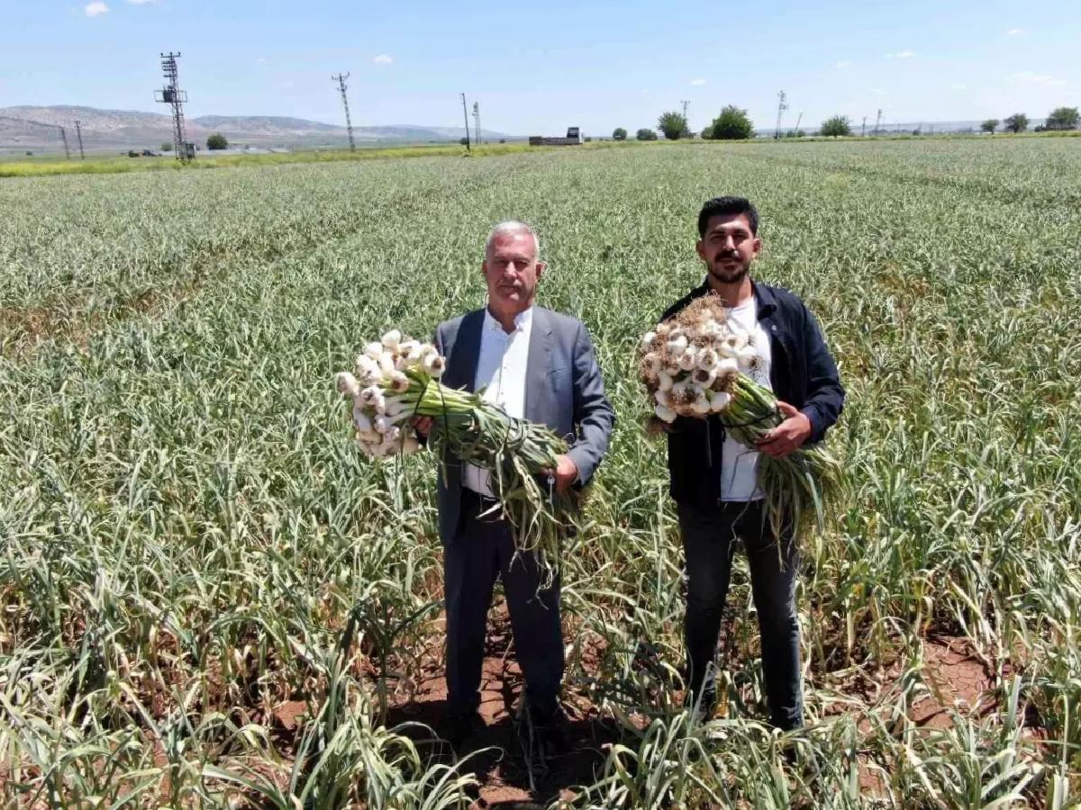 Gaziantep’te Sarımsak Hasadı Başladı
