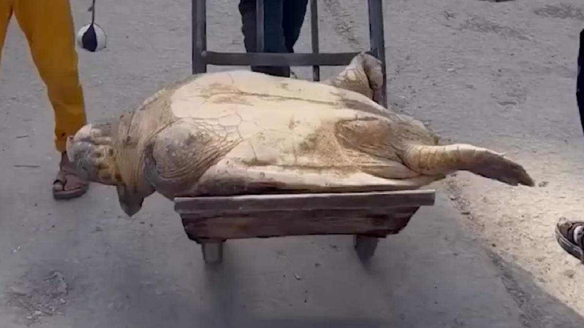 Gazze’de açlıkla savaşan beşerler, deniz kaplumbağası yiyor