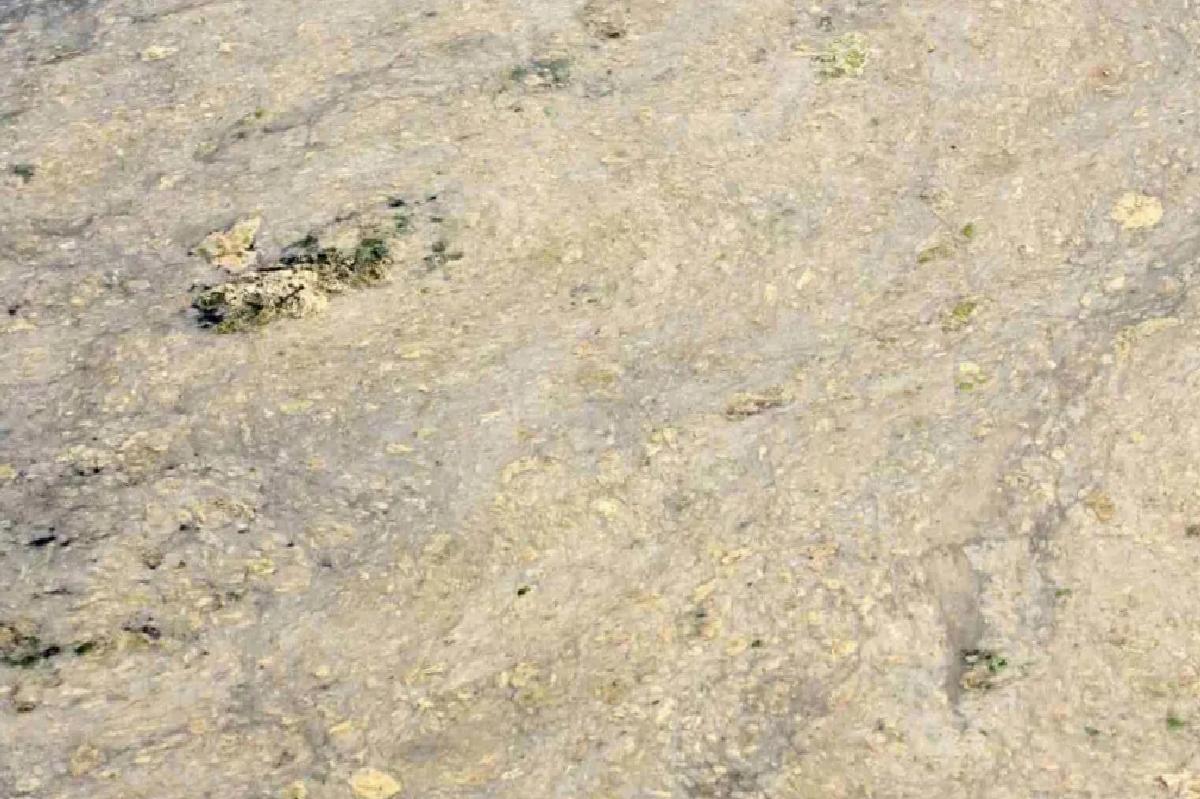 Gemlik’te Müsilaj Tehlikesi