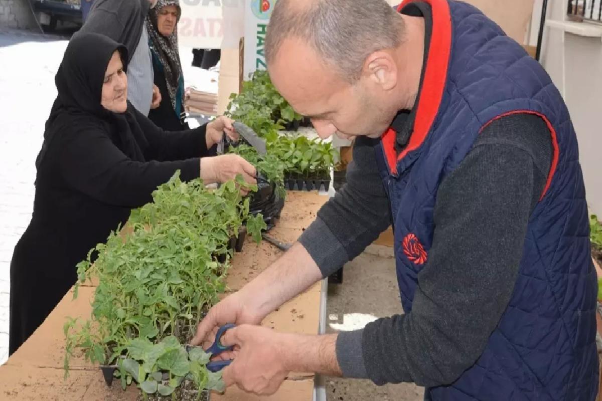 Havza’da Zerzevat Fidesi Satışları Başladı