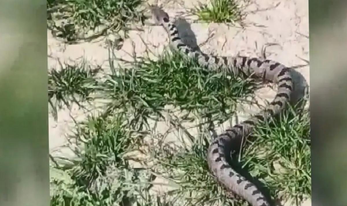 İnegöl’de Kuşağı Tehlikede Yılan Yakalandı