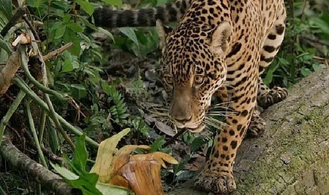 Jaguar: Guyana’nın Orman Ustası’, 3 Mayıs Cumartesi Günü 20.00’de National Geographic WILD Ekranlarında!