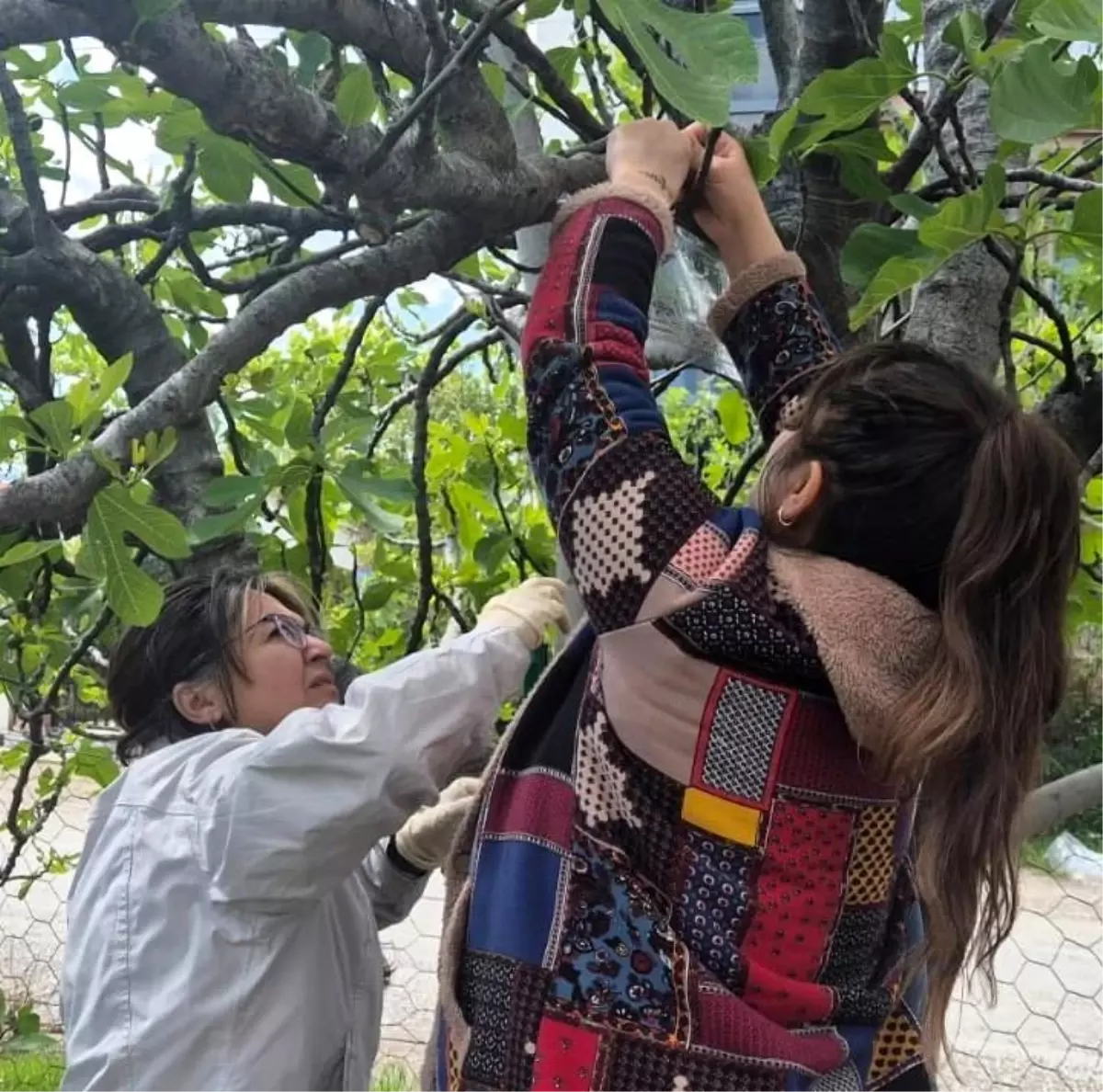 Kahverengi Kokarca ile Gayret Adımı