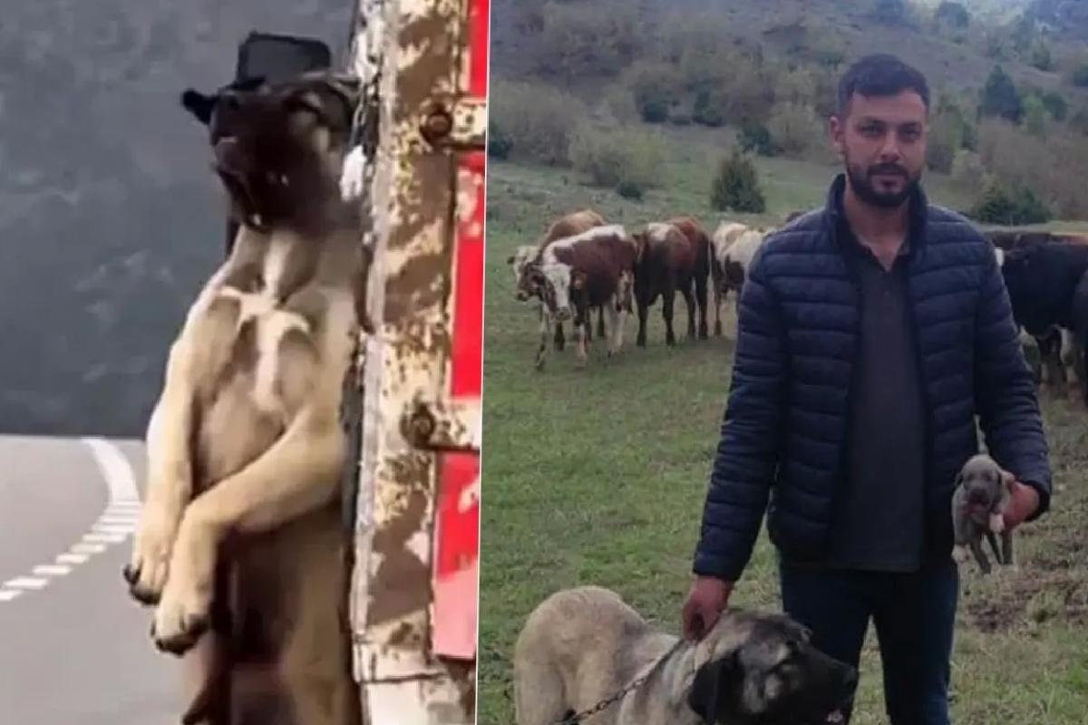 Kamyon kasasında sarkan köpeğin sahibi konuştu! İşte olayın iç yüzü