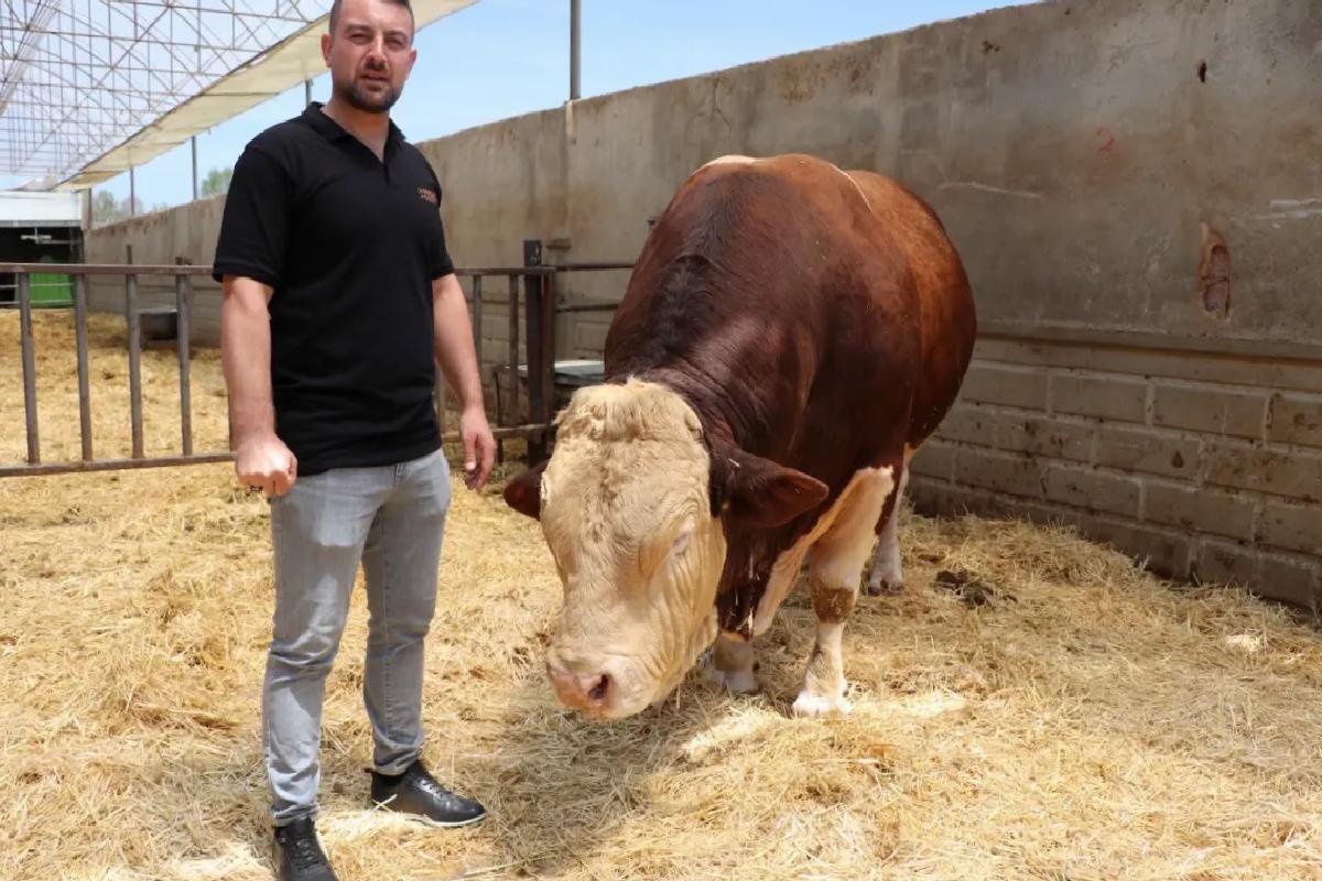 Kayseri’de 1,5 Tonluk Boğa Satışa Çıkarıldı