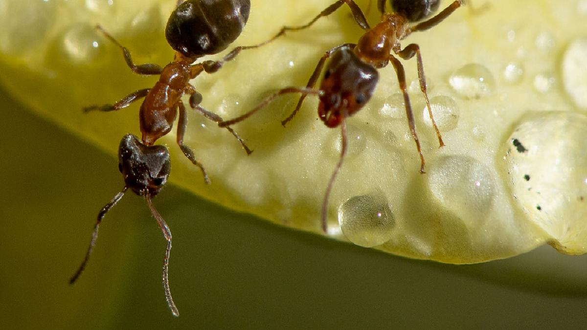 Kenya’da 2 Belçikalı 5 bin karıncayla yakalandı