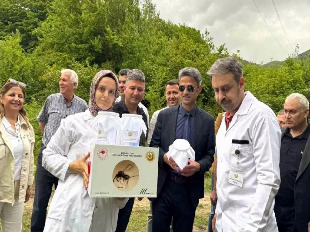 Kestane Gal Arısına Biyolojik Gayret