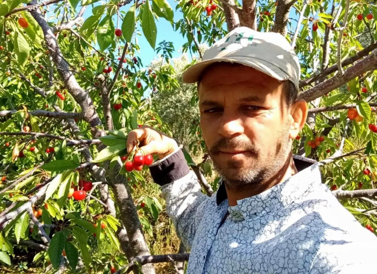 Kiraz Üreticileri Düşük Randımana Karşın Harga Sevindirdi