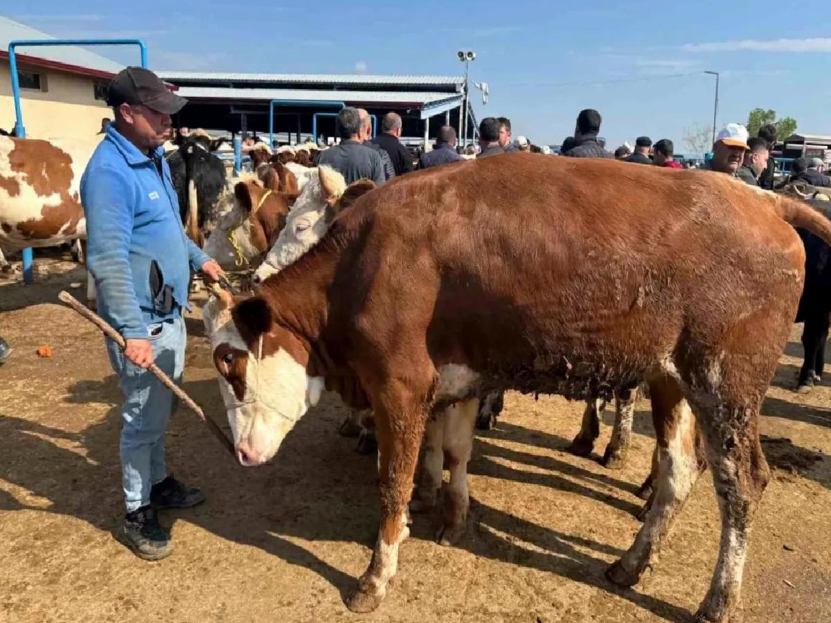 Kurban Bayramı İçin Hayvan Pazarında Hareketlilik