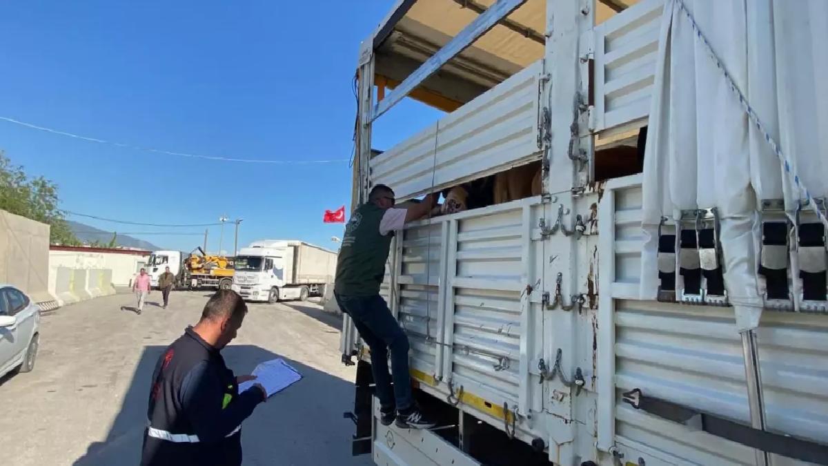 Kurbanlık Hayvan Kontrolleri Artırıldı