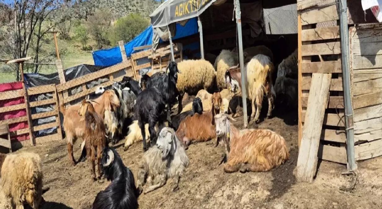 Kurt Saldırısı: 25 Küçükbaş Telef Oldu