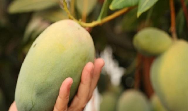 Lider Böcek’ten avokado ve mango hasadı