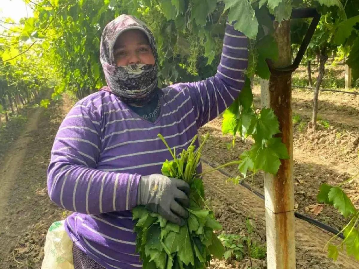Manisa’da Üzüm Yaprağı İktisadı
