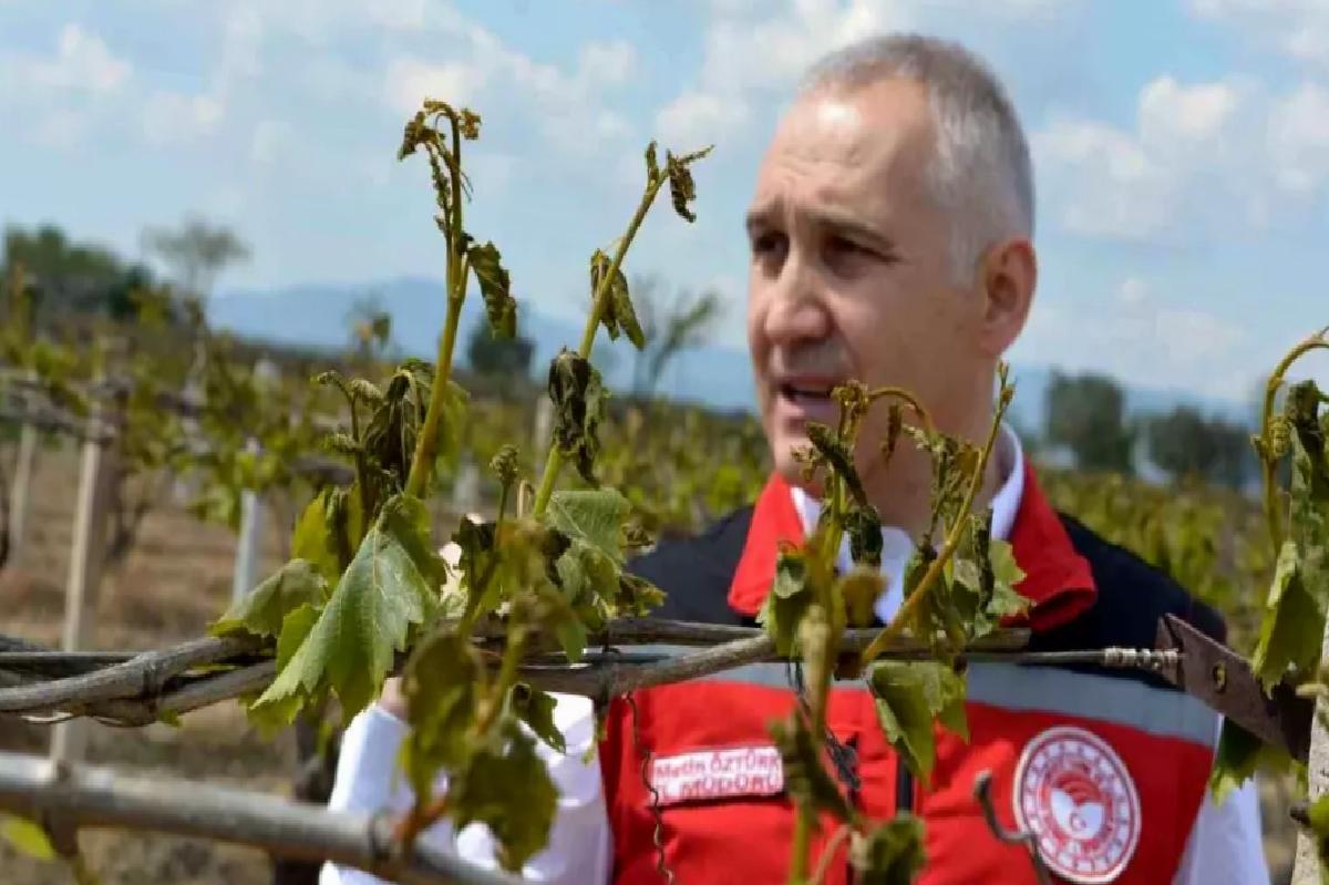 Manisa’da Zirai Don Ziyanına Karşı Tedbirler