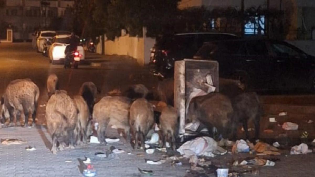 Marmaris’te çöpler toplanmıyor, yaban domuzları sokakları işgal etti