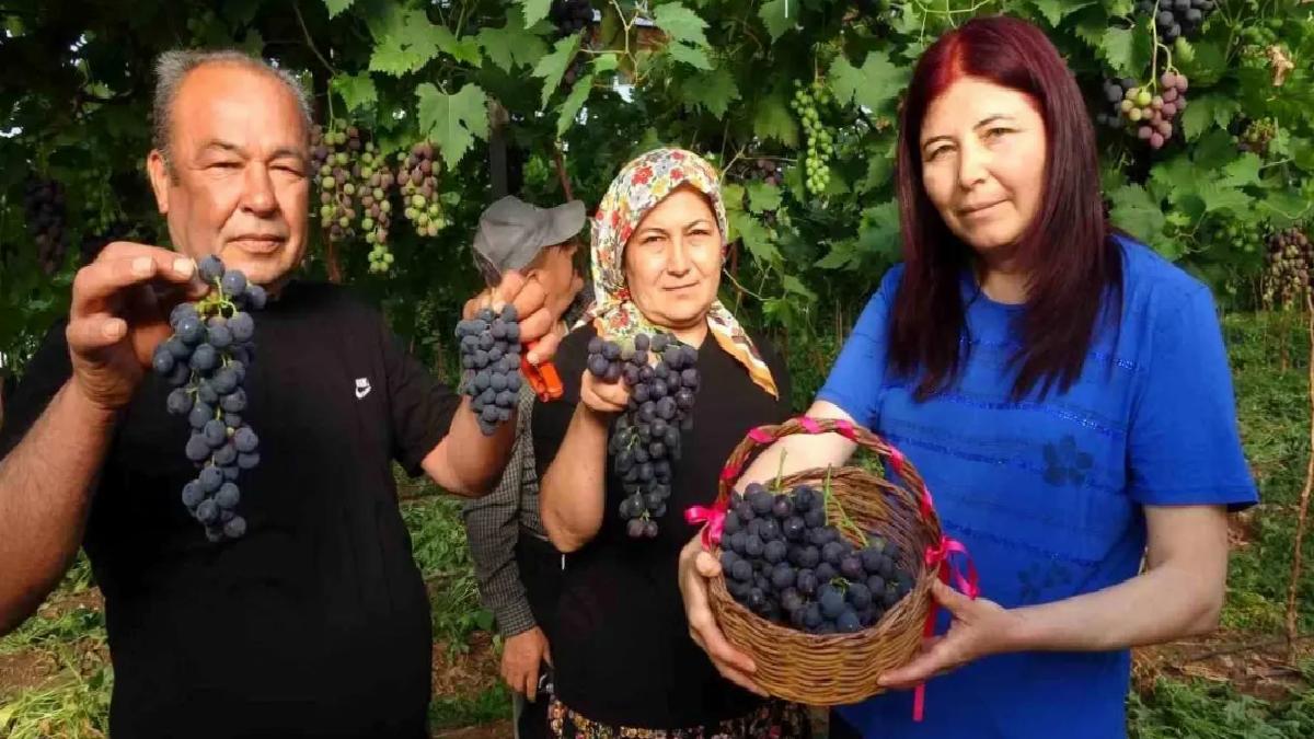 Mersin’de Kara Üzüm Hasadı Başladı