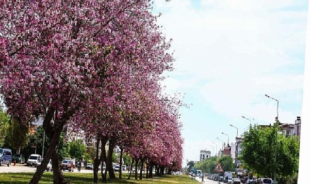Mevsimlik çiçekler kenti güzelleştiriyor