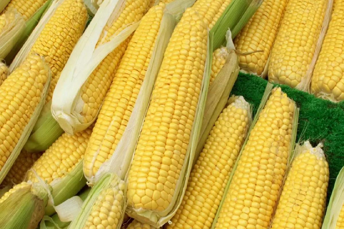 Mısır İthalatında 1 Milyon Ton Tarife Kontenjanı