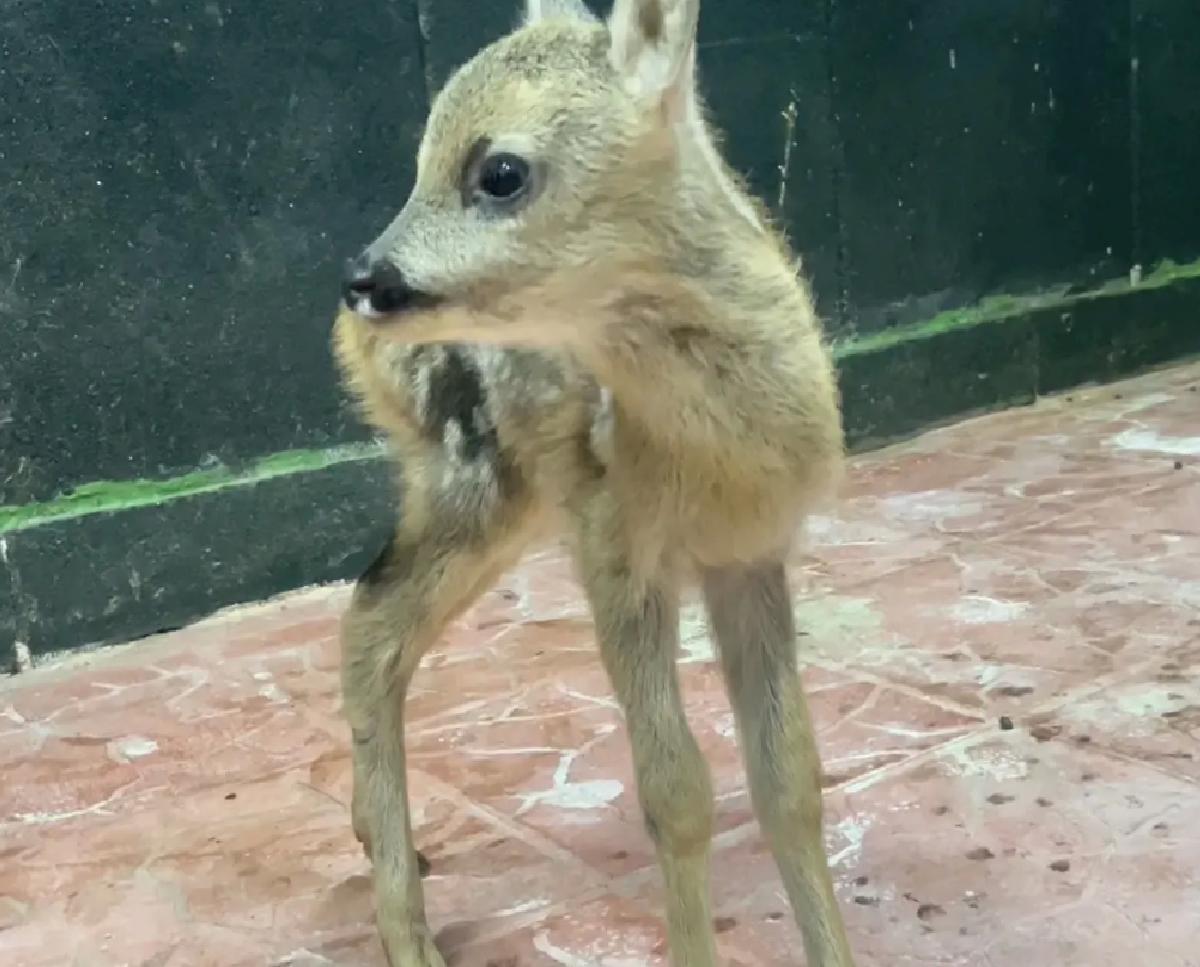 Müdafaa Altına Alınan Yavru Karaca