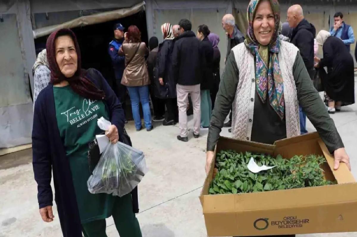 Ordu Belediyesi 380 Bin Fideyi Üreticilere Dağıtmaya Başladı