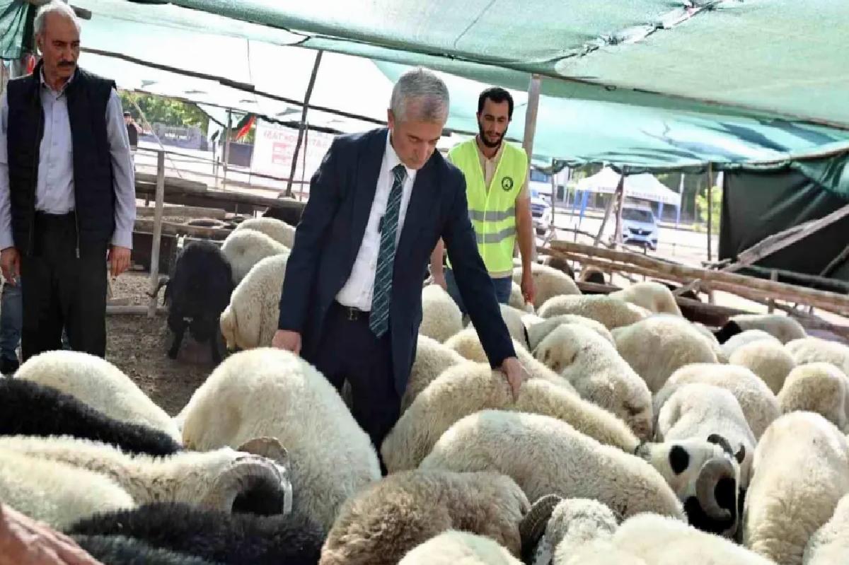 Şahinbey Belediyesi, Kurbanlık Fiyatlarını Düşük Tutacak