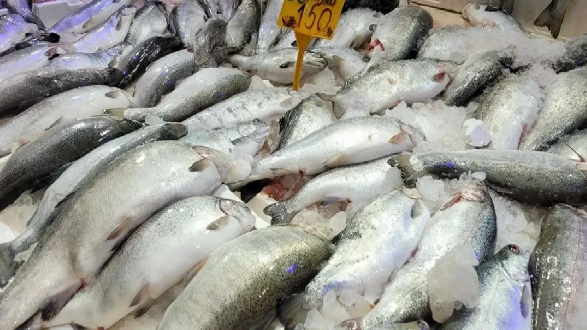 Samsun’da Somon Balığına Ağır İlgi
