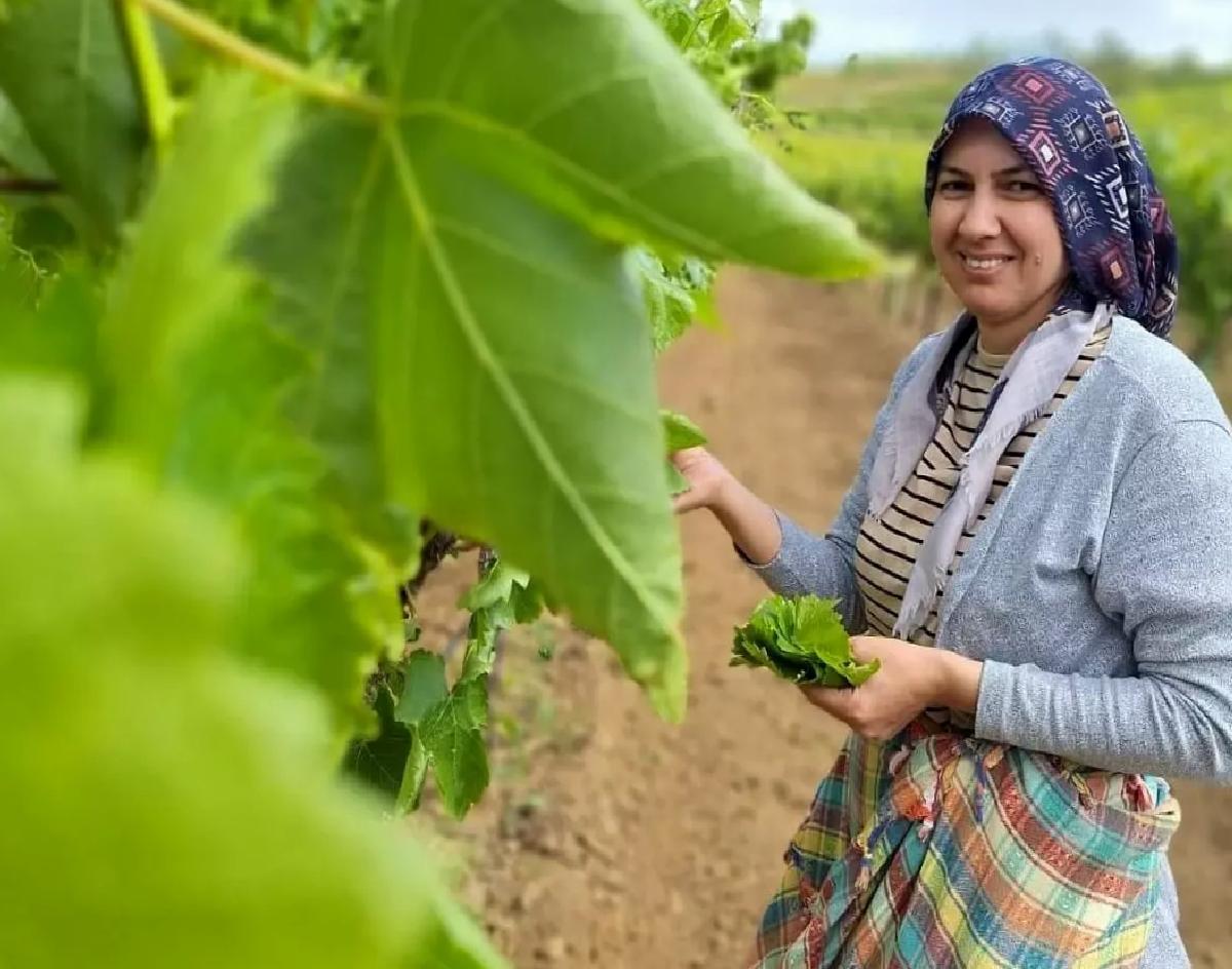 Sarıgöl’de Yaprak Toplama Dönemi Açıldı