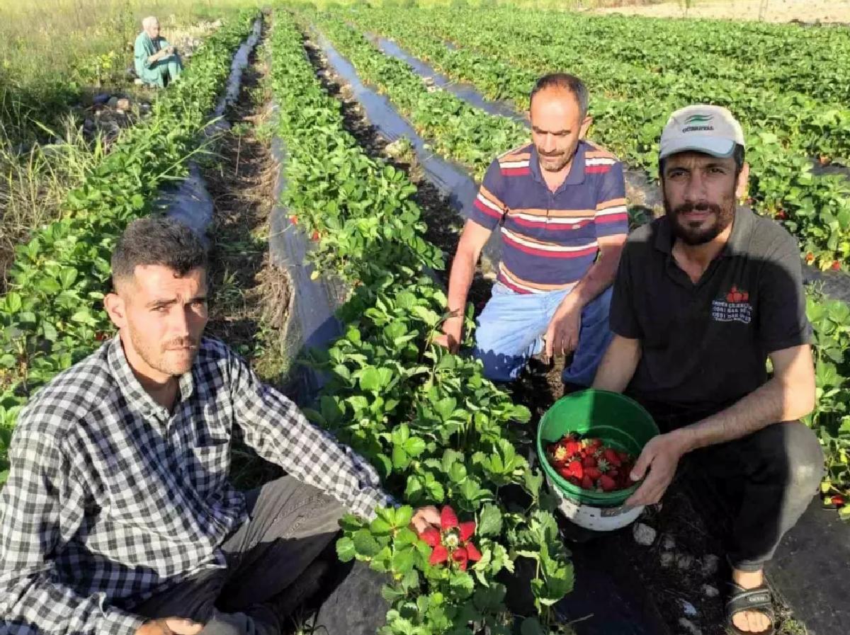 Sason’da Organik Çilek Hasadı Başladı