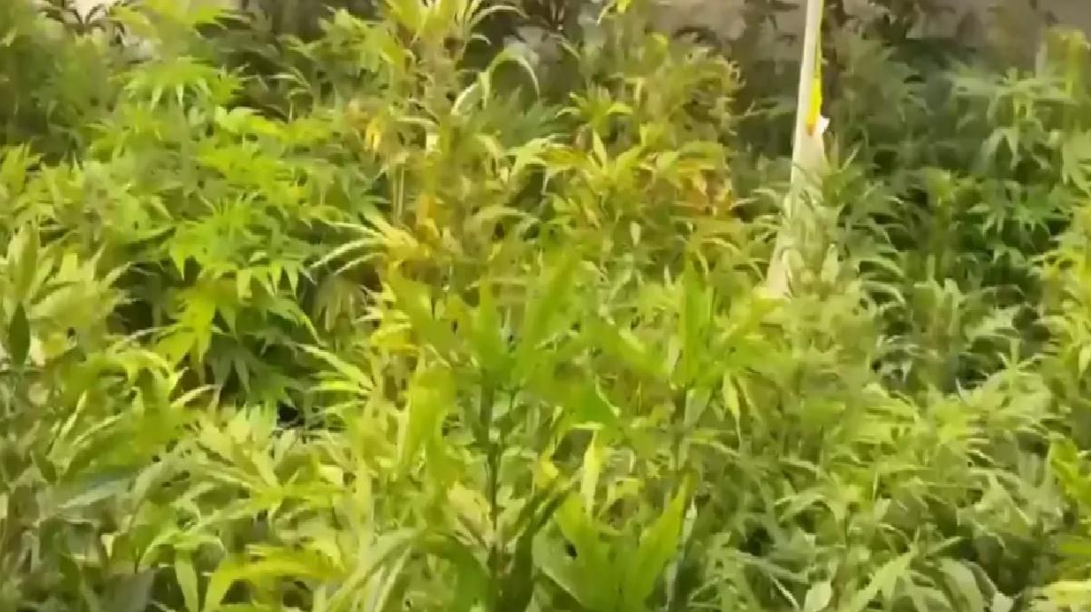 Seferihisar’da Esrar Operasyonu