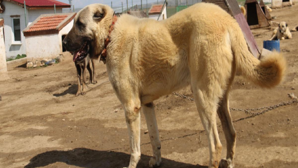 Sivas’ta kurt popülasyonundaki artış Kangal köpeğine talebi arttırdı
