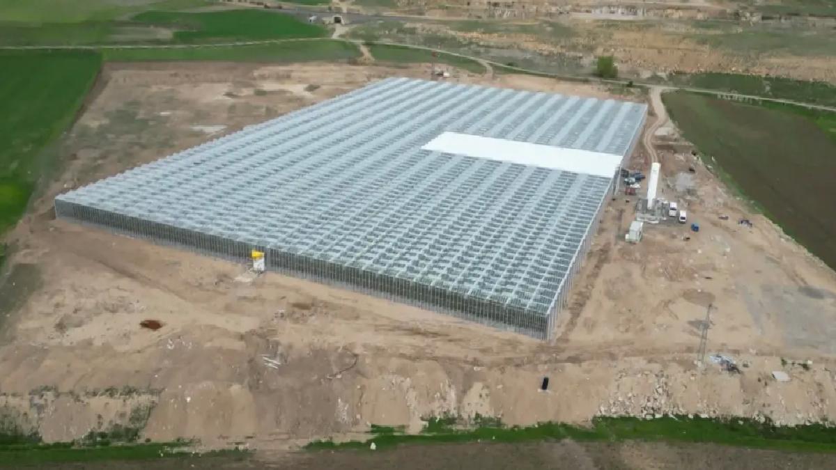 Sivas’ta Sıfır Pestisit ile Domates Hasadı Başladı