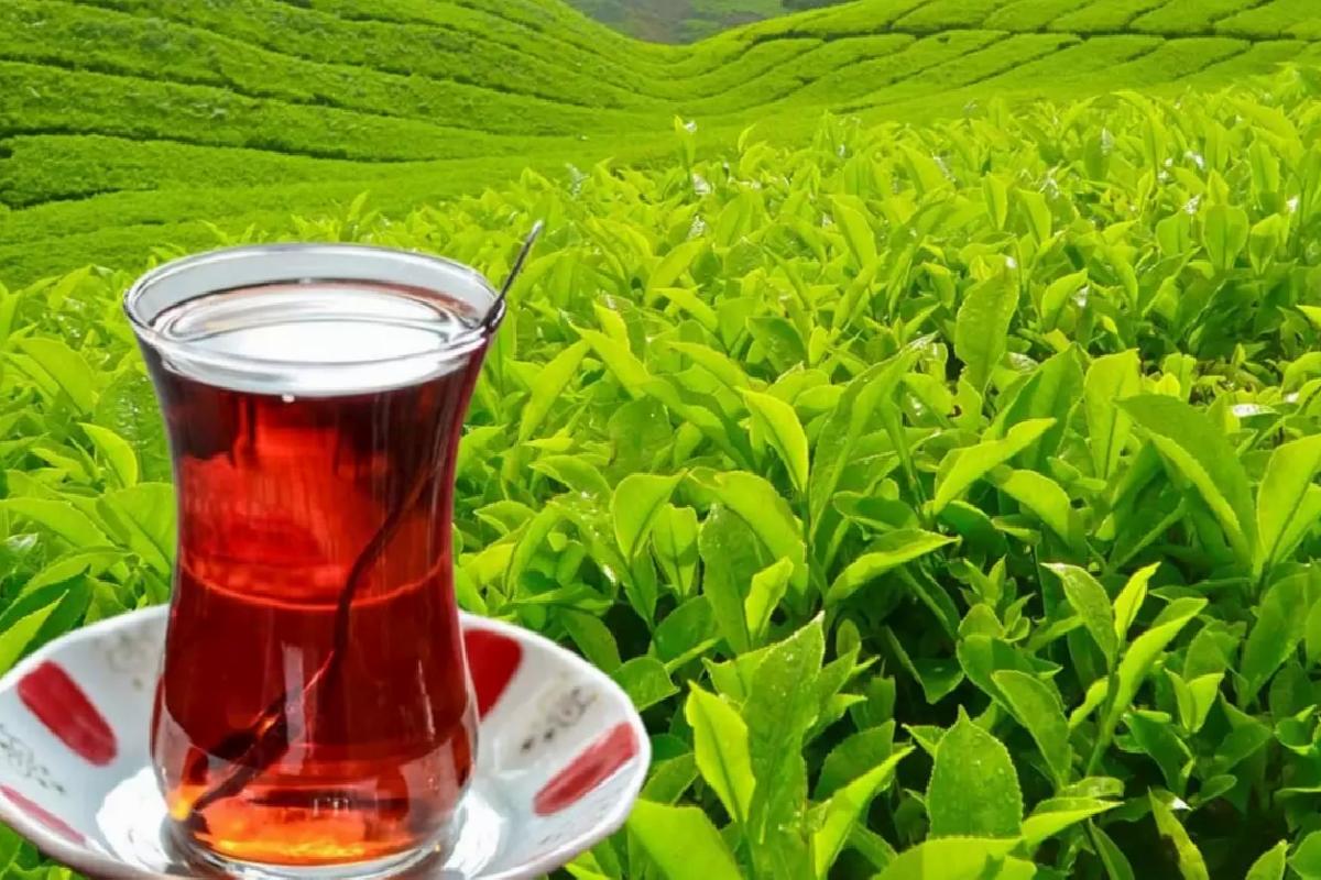 Tarım ve Orman Bakanlığı yaş çay alım fiyatını duyurdu
