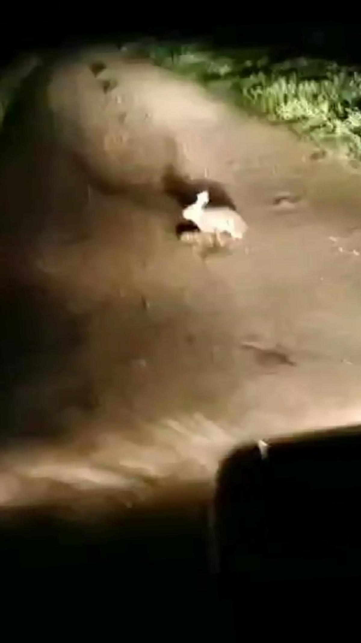 Tavşan Yavrularını Emzirirken Görüntülendi