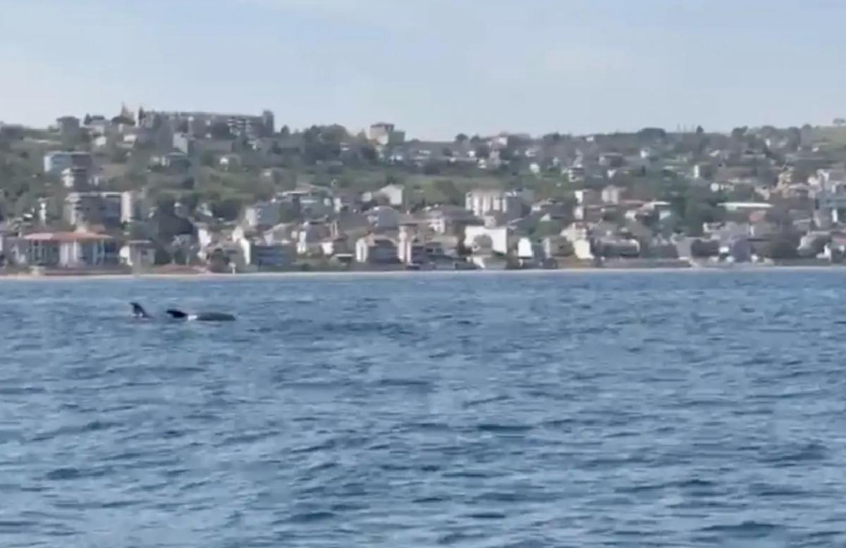 Tekirdağ’da Yüzen Yunuslar Görüntülendi