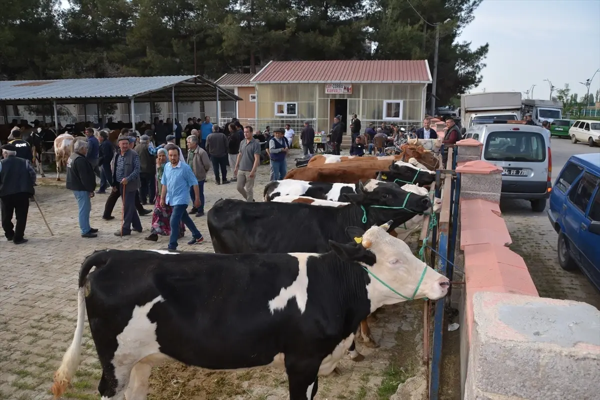Uşak Banaz’da Hayvan Pazarı Yine Açıldı