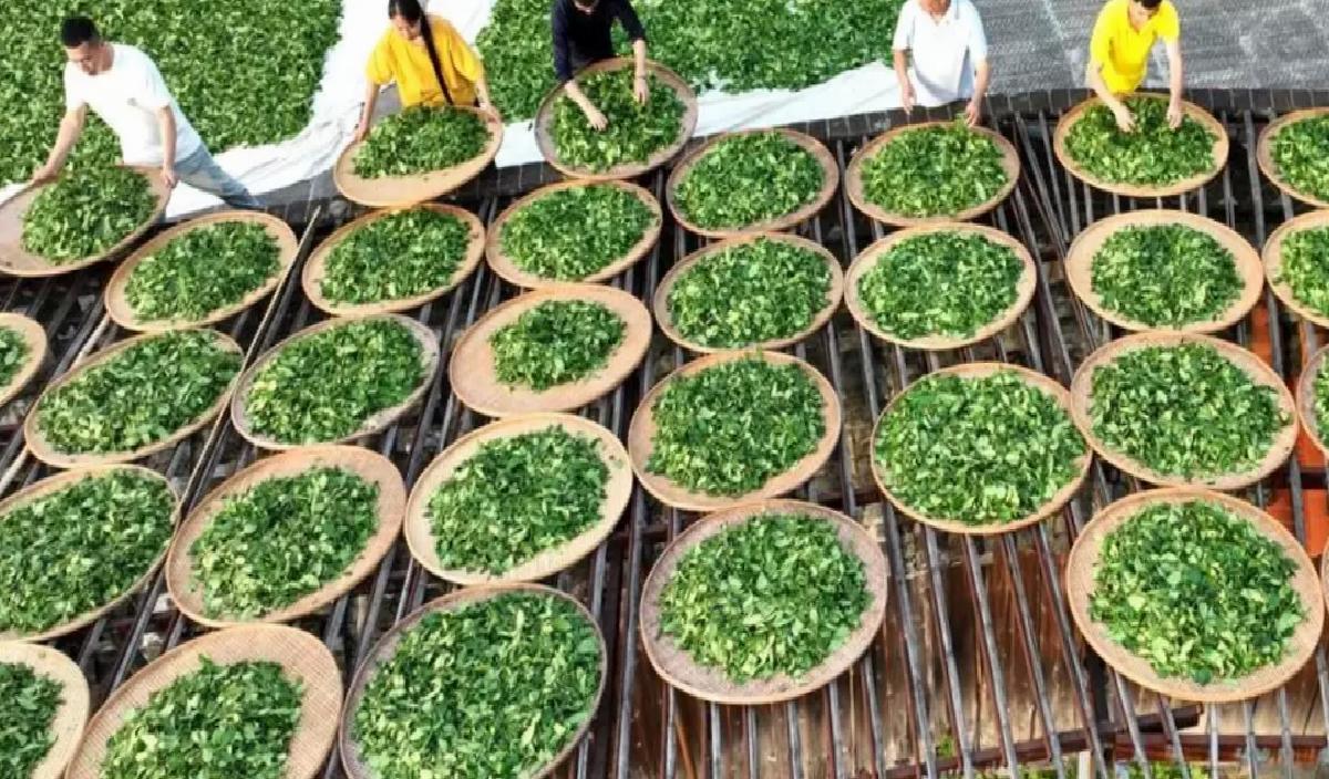 Wuyi Kaya Çayı UNESCO Mirası