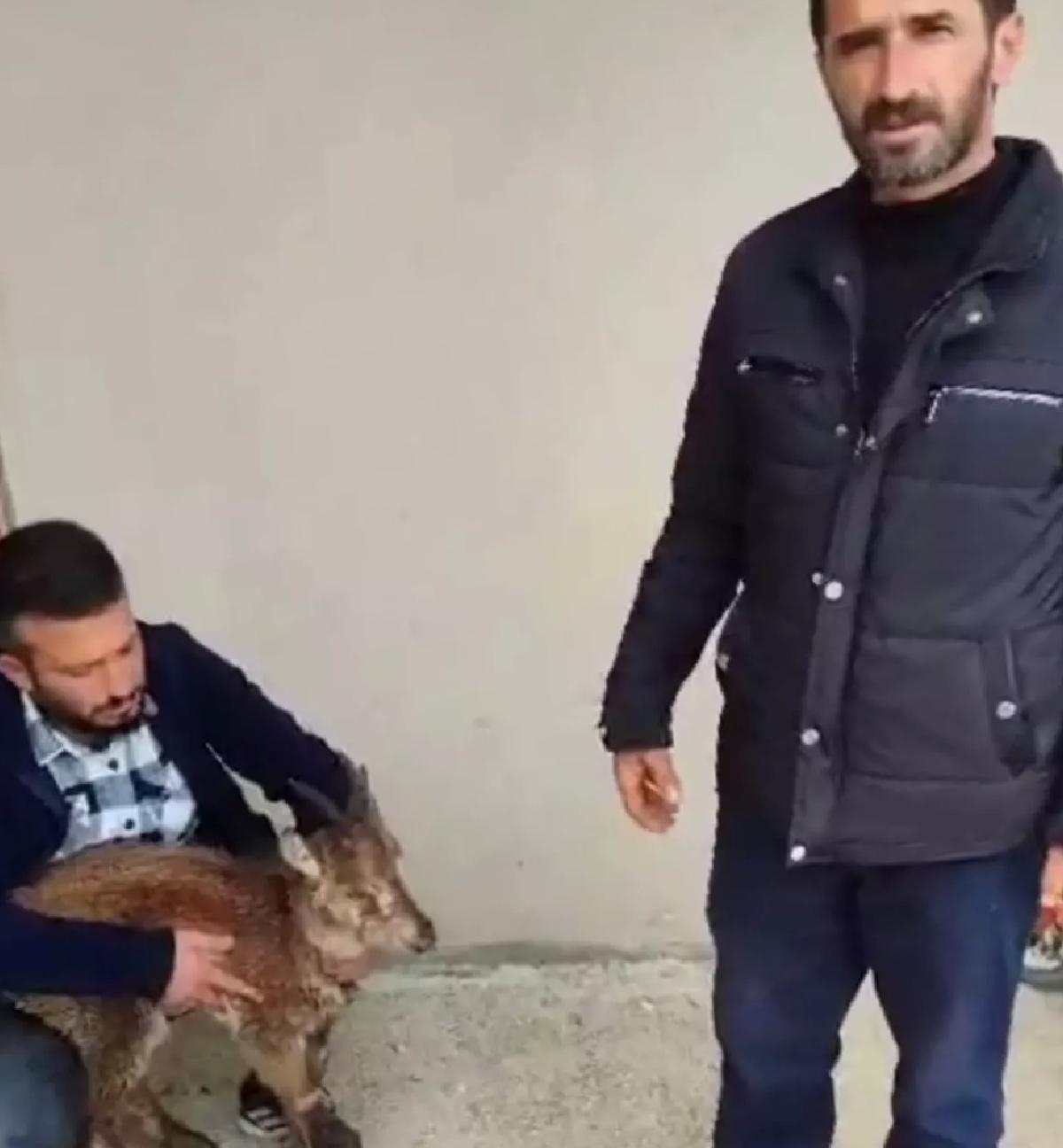 Yaralı Yaban Keçisi Kurtarıldı