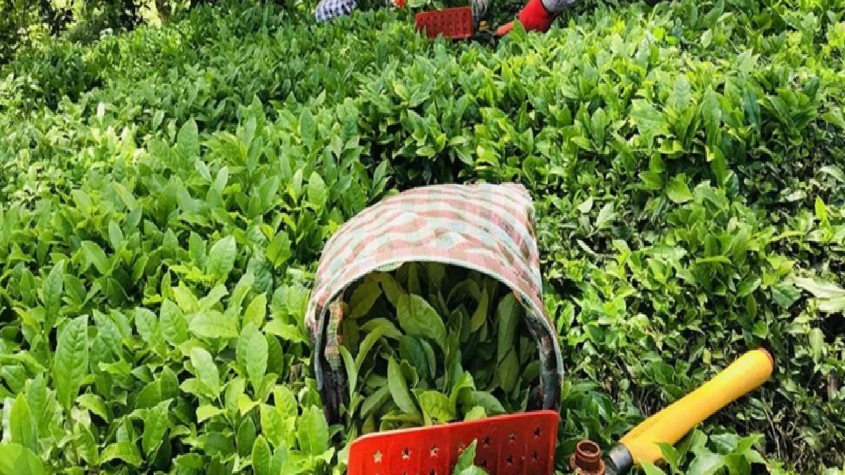Yaş çay alım fiyatı belirli oldu