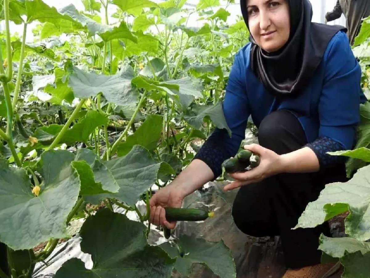 Yavuzeli’nde Bayanlar Seracılıkta Muvaffakiyete Koşuyor