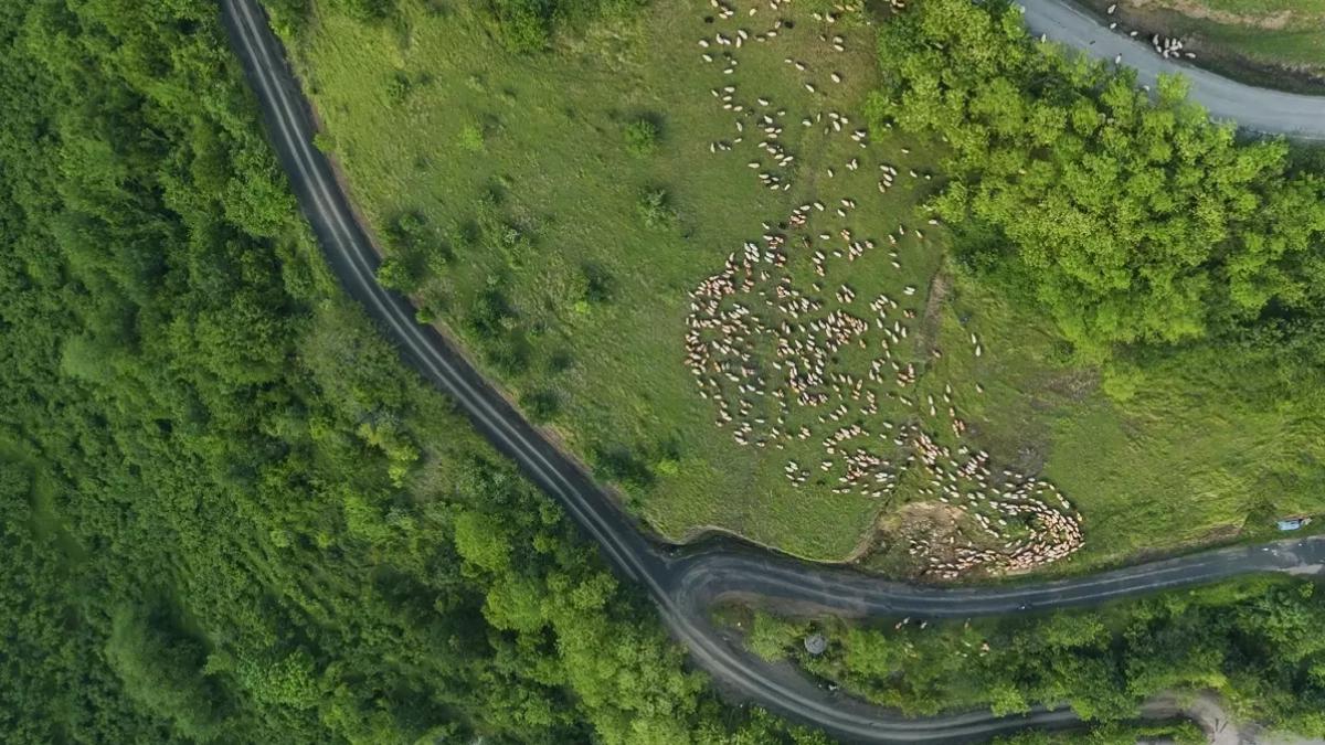 Yayla Göçü Başladı