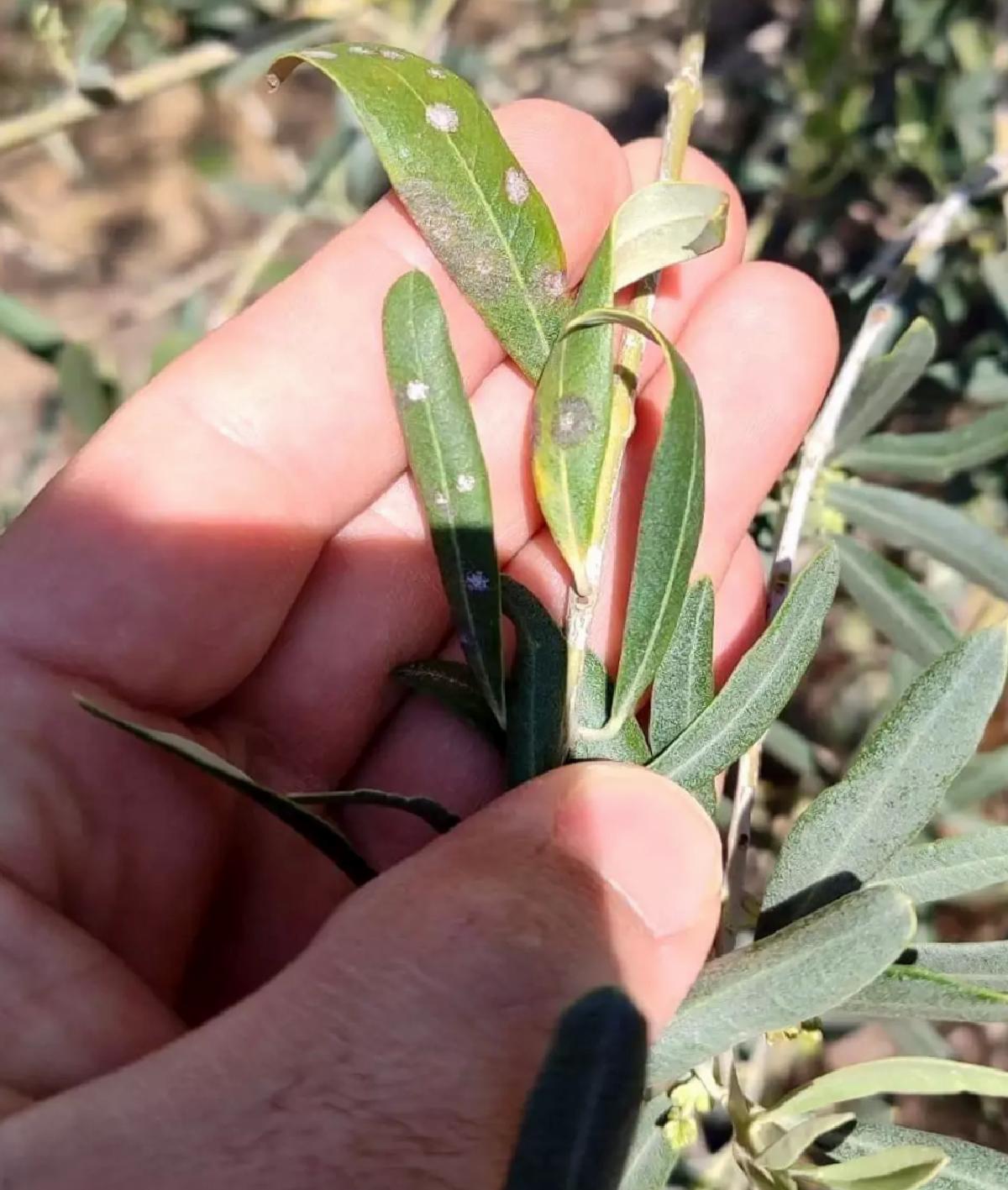 Zeytin Üreticilerine Hastalık Uyarısı