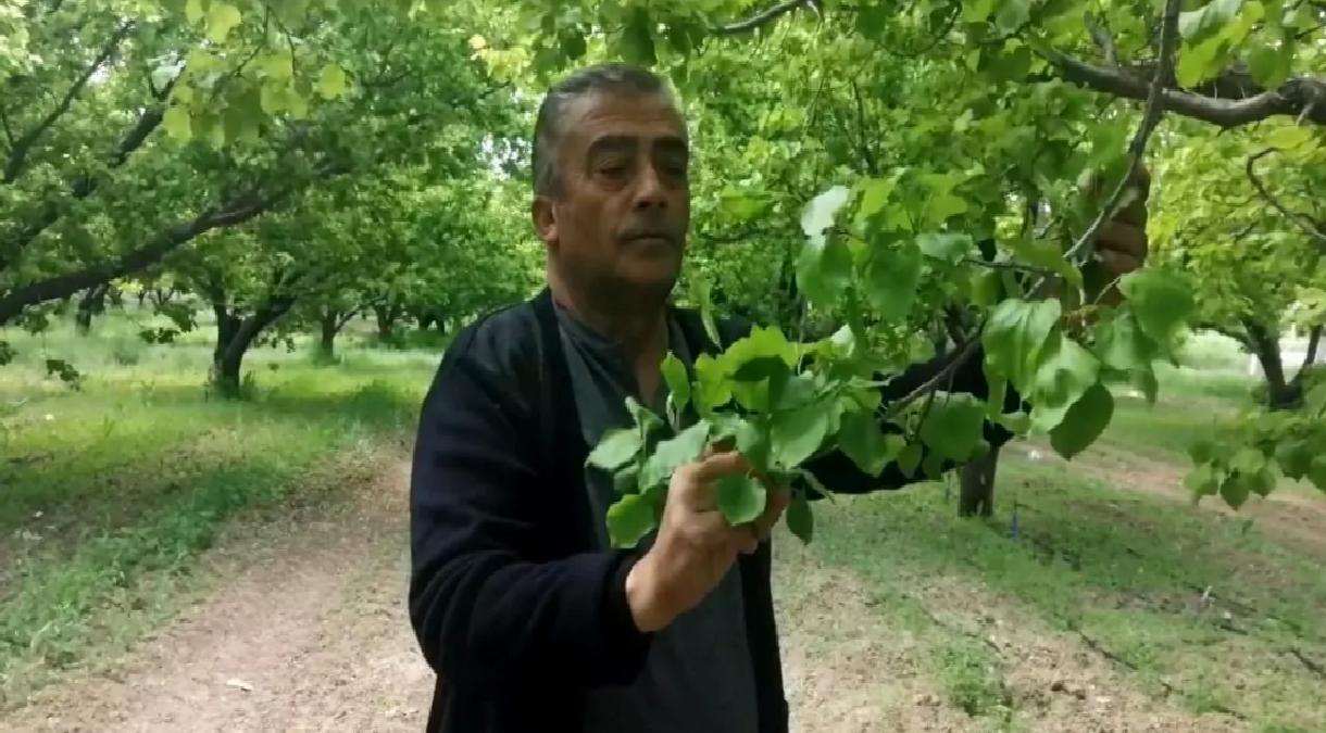 Zirai Don, Kayısı Üreticilerini Vurdu