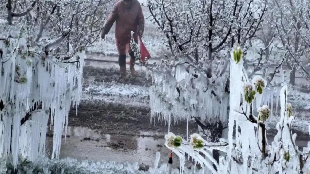 Zirai Don Komitesi Toplanıyor